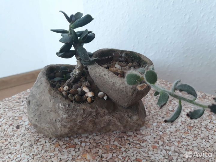 Садик из суккулентов в каменном горшке