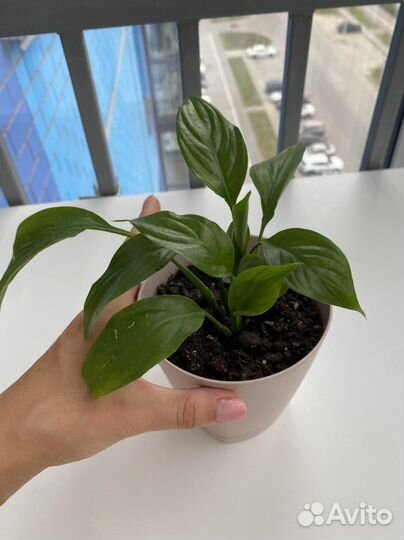 Спатифиллум в горшке