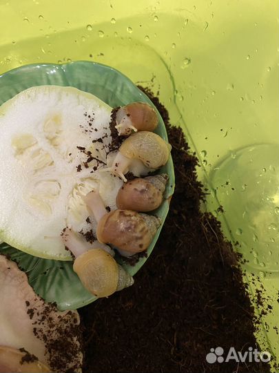 Улитка,улитята альбино