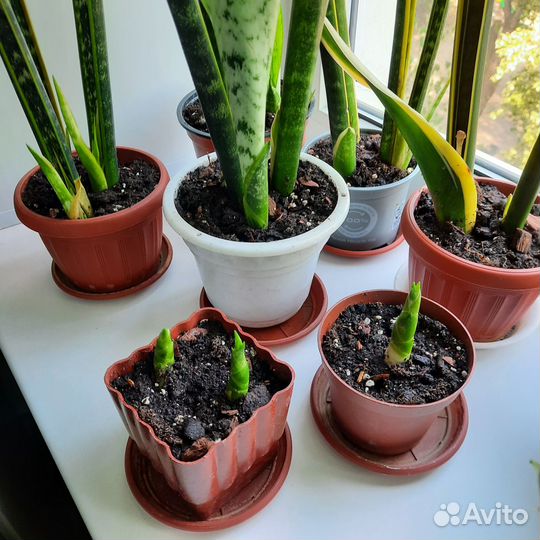 Комнатные растения. Сансевиерия- 