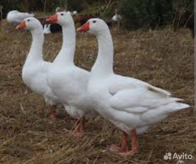 Гуси