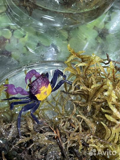 Краб вампир пресноводный