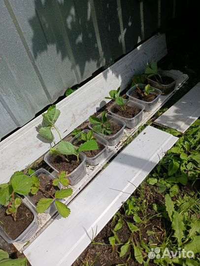 Рассада клубники азия