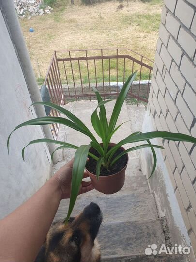 Хлорофитум