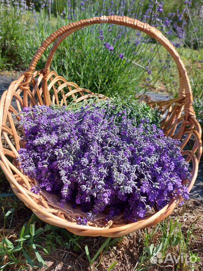 Лаванда сухоцвет