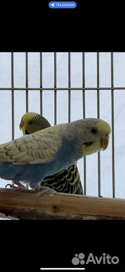 Волнистый попугай