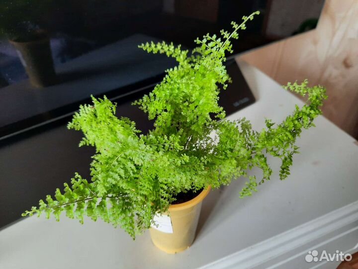 Вариегатные, ароидные, папоротники