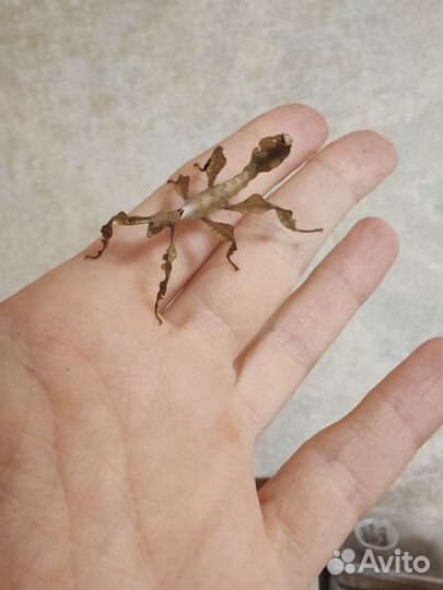 Австралийский палочник