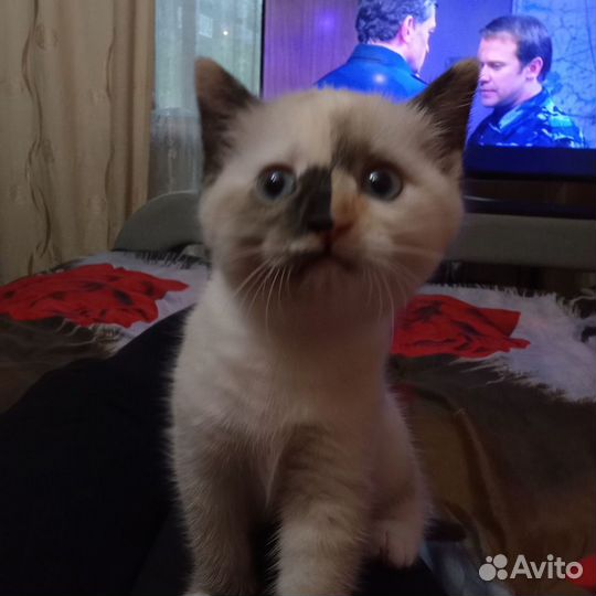 Отдам бесплатно котёнка