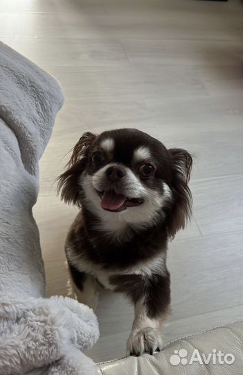 Передержка животных/выгул собак/зооняня