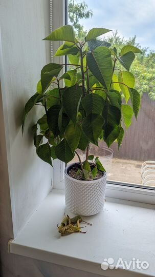 Молочай красивейший (пуансетия) /комнатные растени