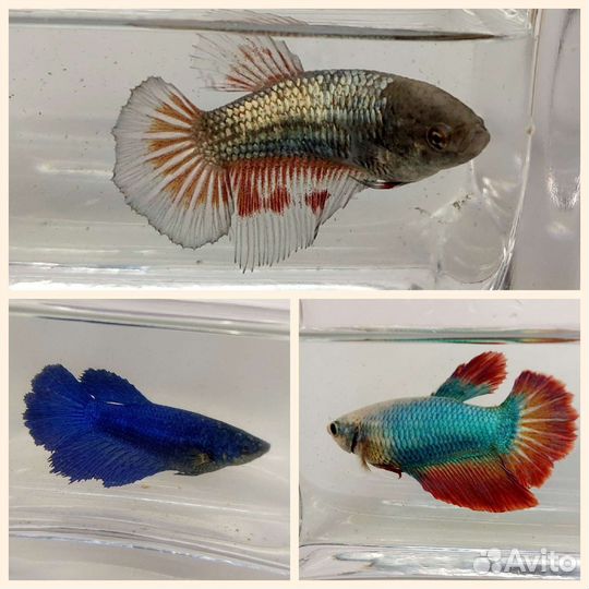 Рыбка петушок самка