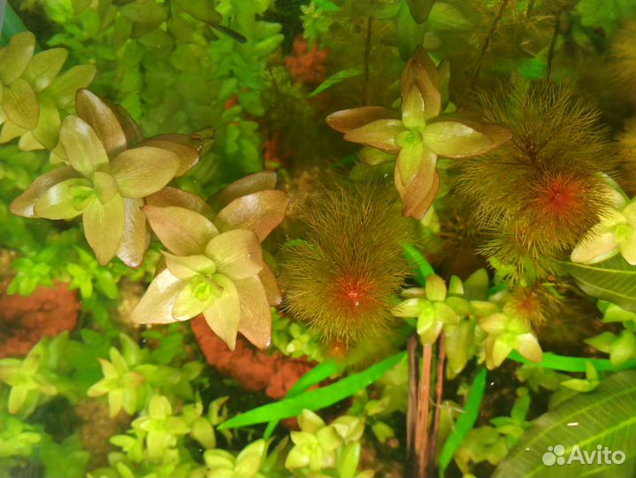 Аквариумные растения в наличии
