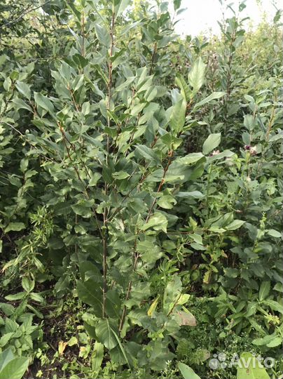 Саженцы вишни