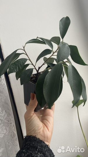 Фикус микрокарпа