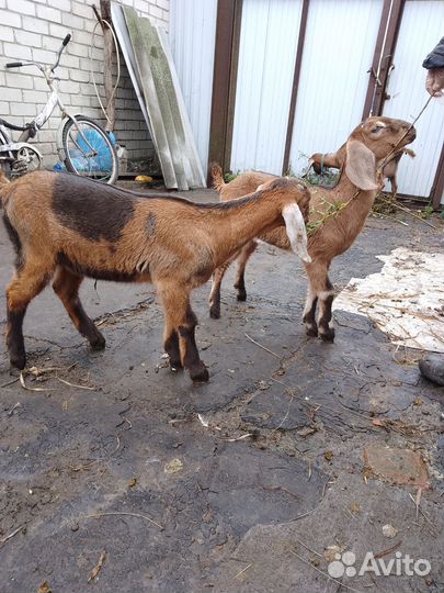 Нубийские козлята