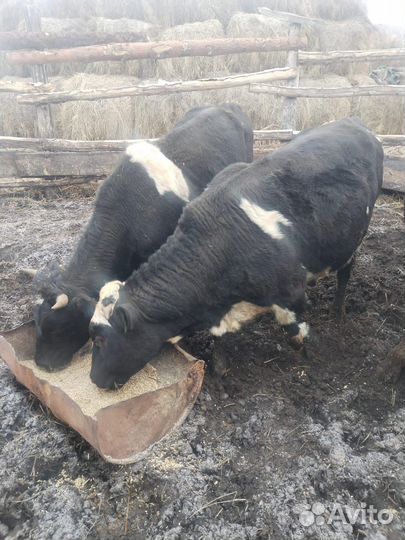 Продам быков
