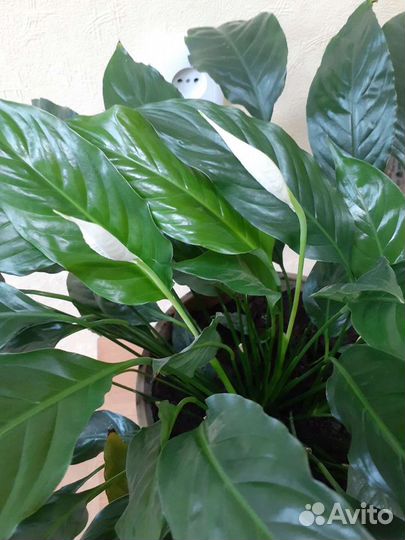 Спатифиллум