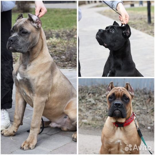Кане Корсо
