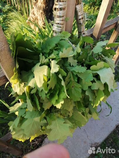 Дубовые, Березовые веники,свежие