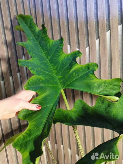 Алоказия Сабрина