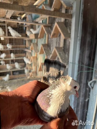 Ленинаканские голуби