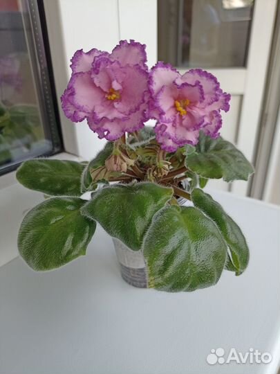 Сортовые фиалки