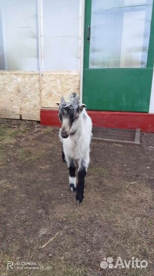 Козлята ламанчата