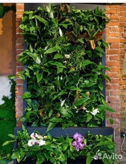 Стабилизированный мох для интерьера