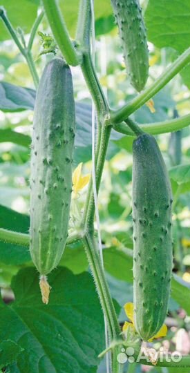 Помидоры, огурцы домашние