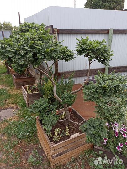 Вяз ниваки Жаклин Хиллер