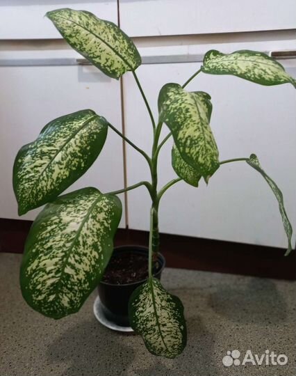 Диффенбахия