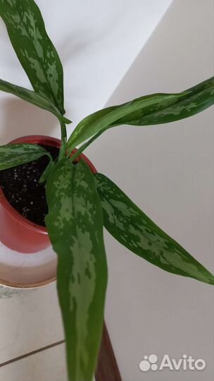 Аглаонема Мария Анна