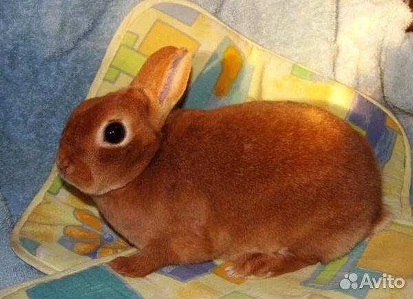 Кролики курчавые рексы