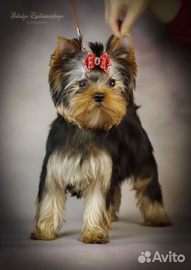 Йоркширский терьер девочка