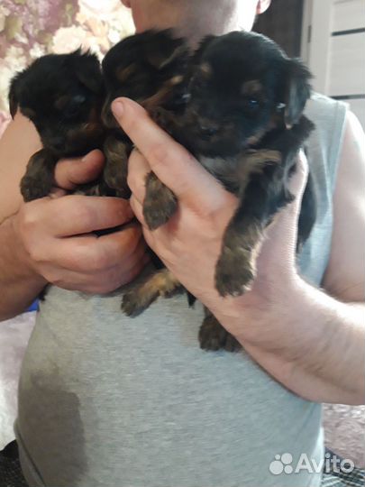 Йоркширский терьер щенки