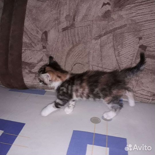 Кошка в дар бесплатно