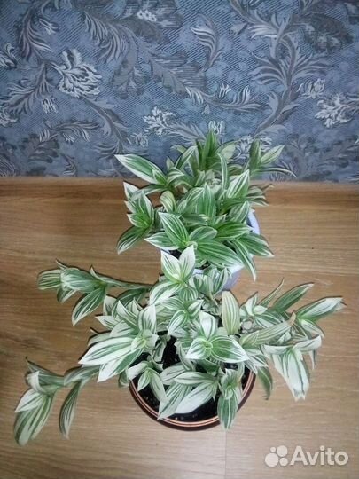 Традесканция альбифлора фикус Бенджамина