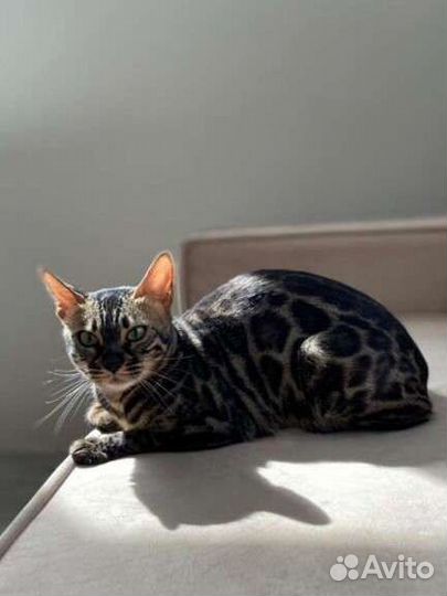 Бенгальский котенок