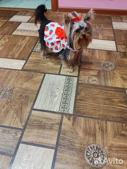 Йоркширский терьер