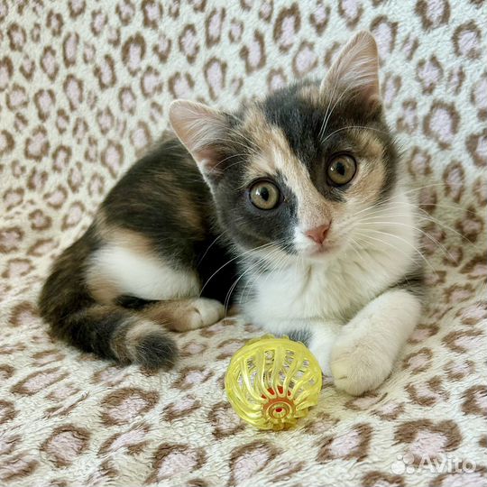 Шотландская Плюшка в добрые руки