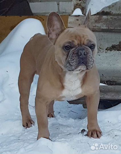 Французский бульдог голубого с подпалом вязка