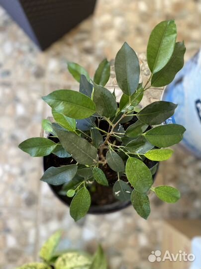 Фикус Бенджамина