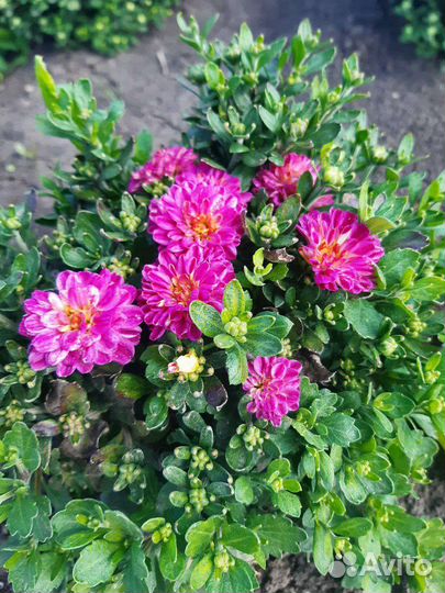 Хризантема шаровидная (мультифлора)