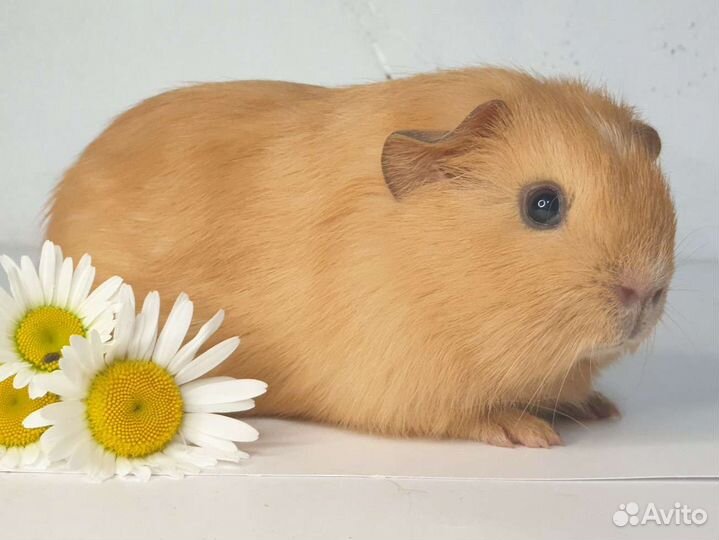 Морские свинки