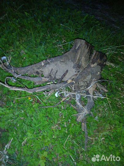 Корень дерева коряга