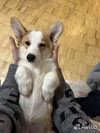 Щенок корги мальчик