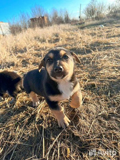 Щенок мальчик 3 месяца