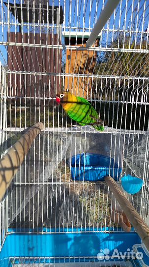 Попугай неразлучники