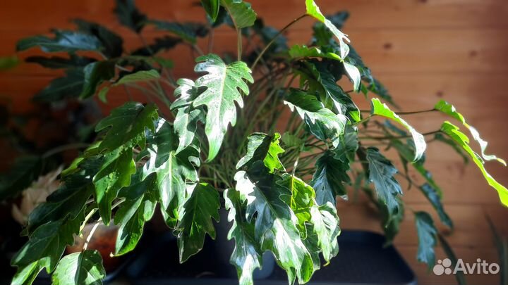 Филодендрон Ксанаду (с ароматом тропического леса)